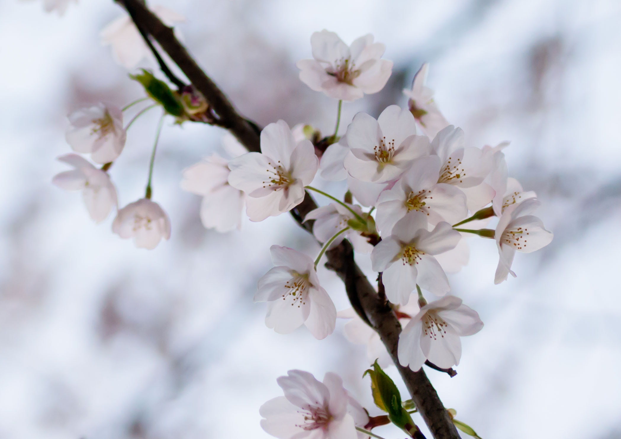 「桜」曽根沼公園