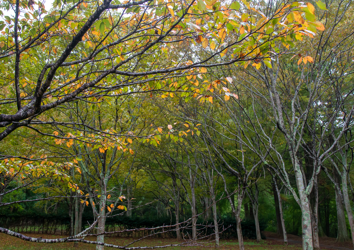曽根沼公園の秋