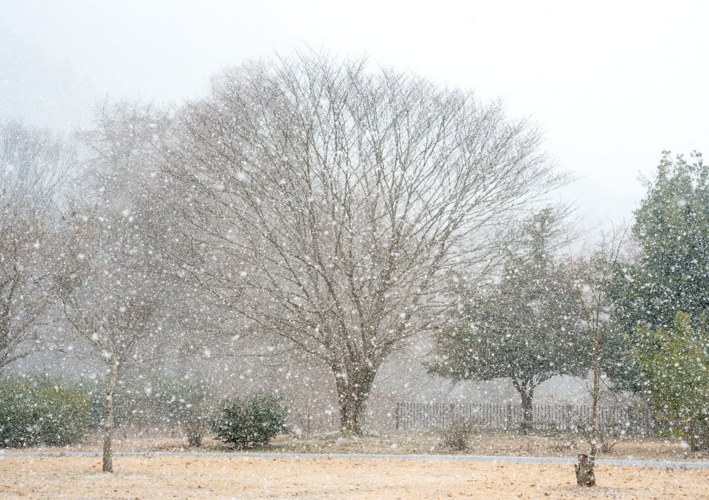 雪中の桜