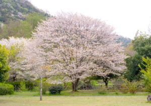 曽根沼の桜