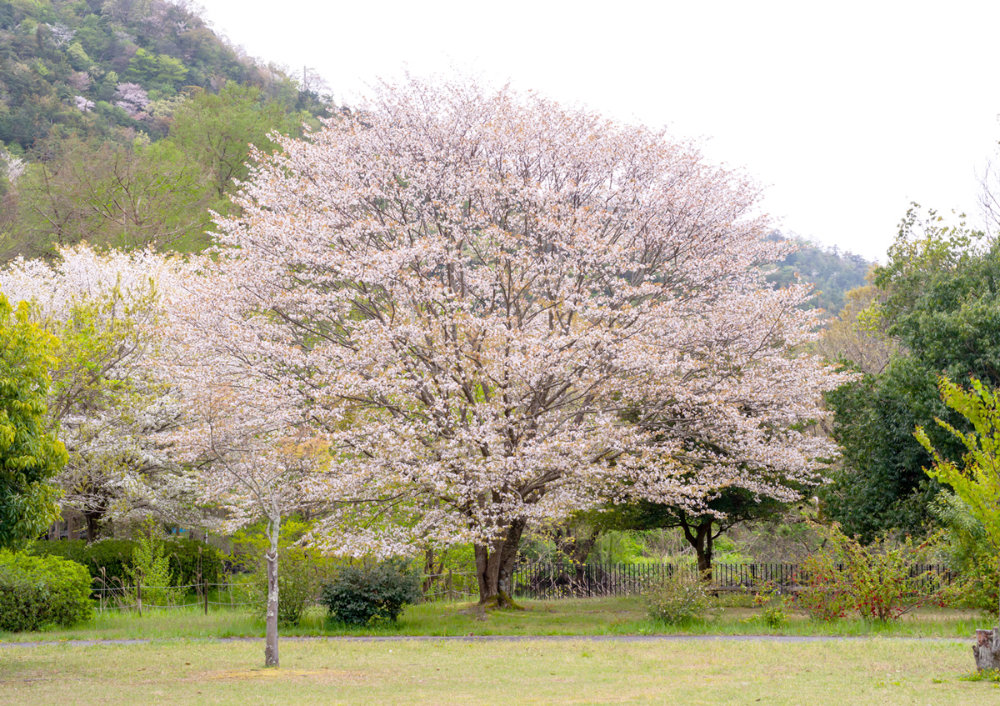 曽根沼の桜
