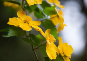 草野谷の山吹の花