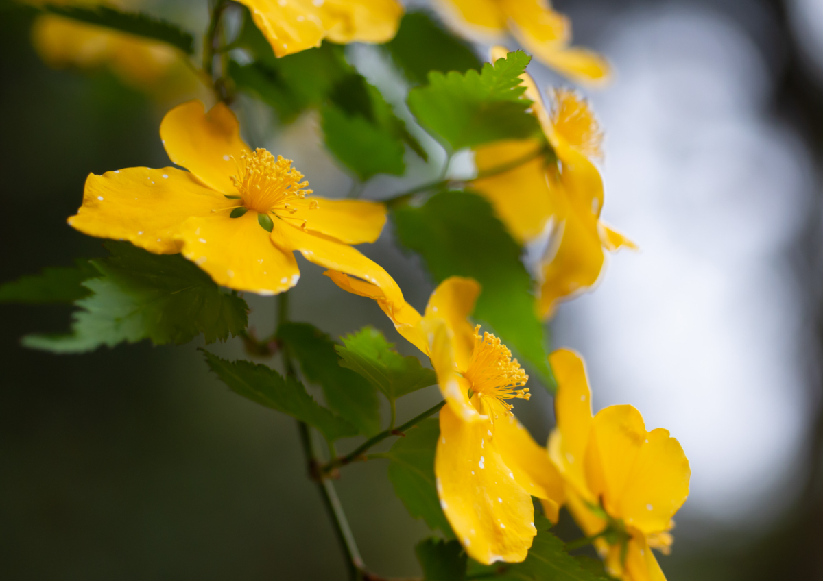 草野谷の山吹の花