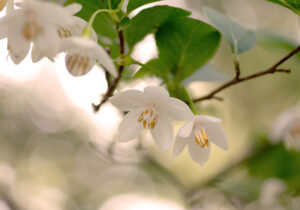 エゴノキの花