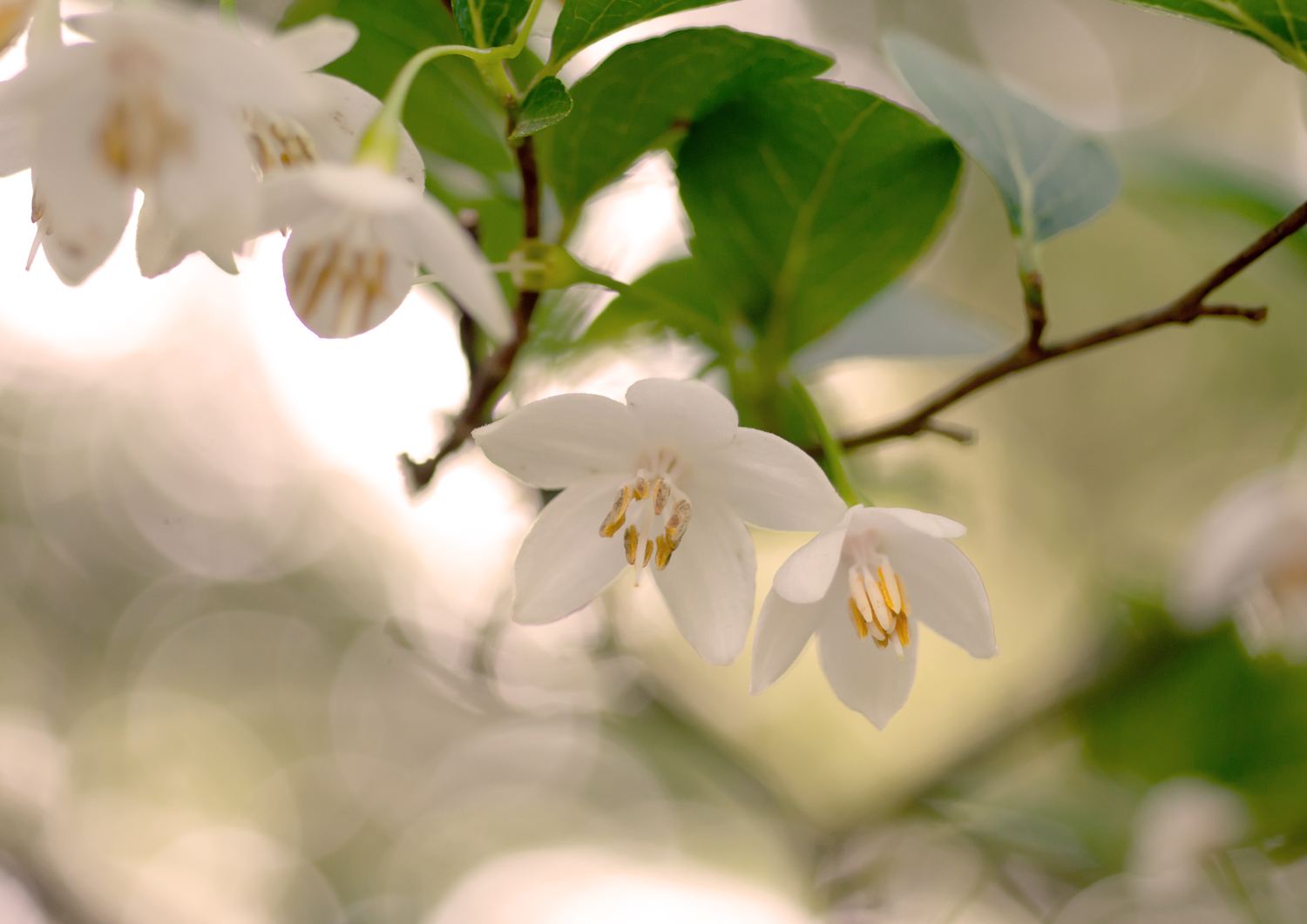 エゴノキの花
